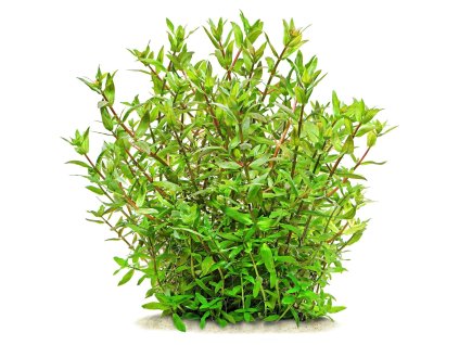 imgi 3 ammannia capitellata