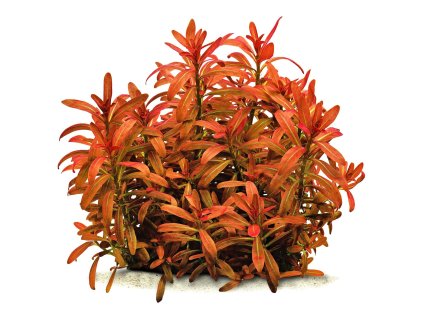 imgi 5 rotala ramosior sunset