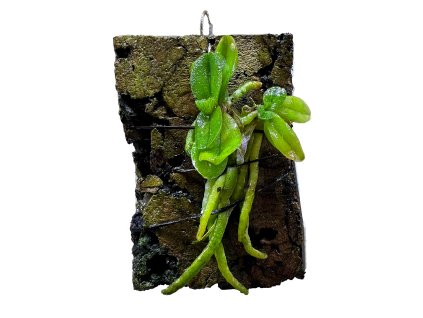 Schoenorchis fragrans