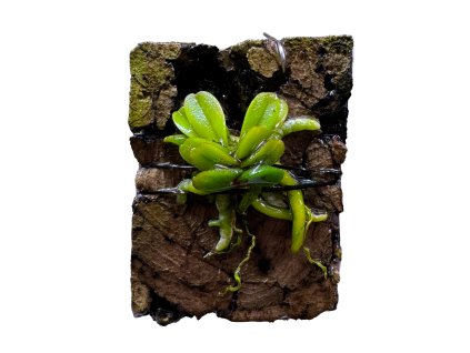 Schoenorchis seidenfadenii