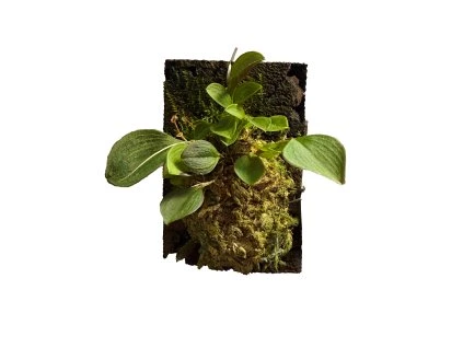 lepanthes fesisxribes