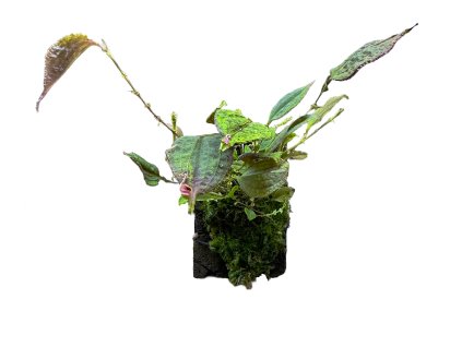 Lepanthes corrugata