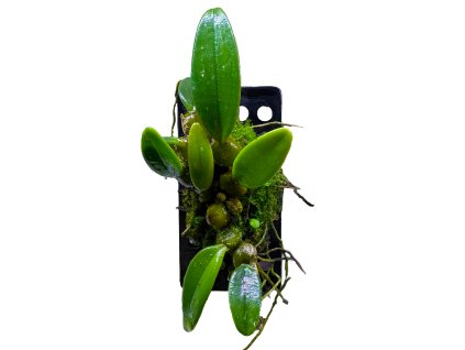 Bulbophyllum frostii