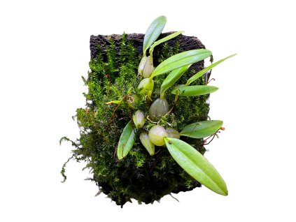 Bulbophyllum chrysotes