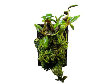 Dendrobium cuthbertsonii