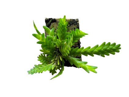 Lockhartia goyazensis