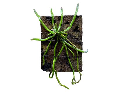 Chiloschista shanica