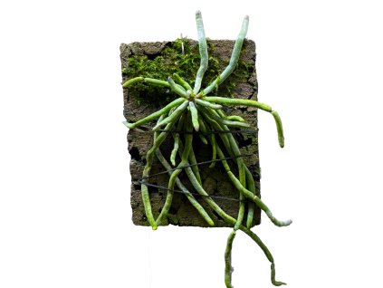 Chiloschista parishii "Green"