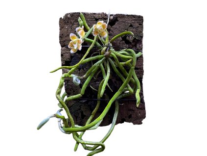 Chiloschista extinctoriformis