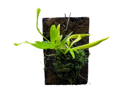 Telipogon pogonostalix