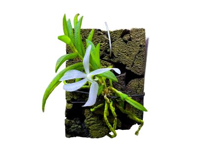 Ceratochilus biglandulosus