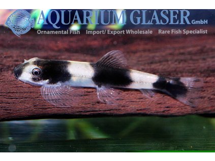 Protomyzon pachychilus %22Panda loach%22 mladý jedinec