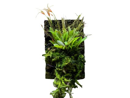 Platystele caudatisepala