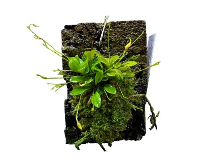 Platystele posadarum