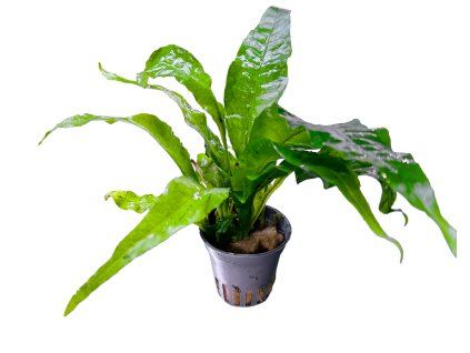 microsorum pteropus latifolia 3