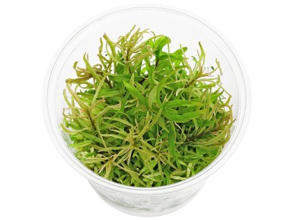imgi 38 ludwigia inclinata var verticillata white in vitro
