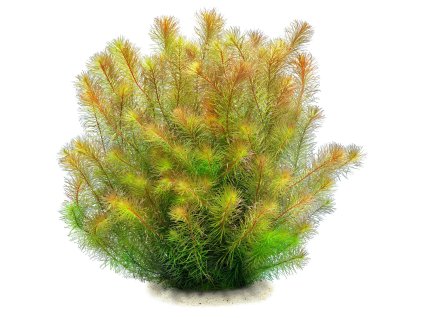 imgi 5 rotala wallichii bangladesh