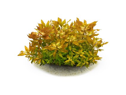 imgi 3 ludwigia polycarpa