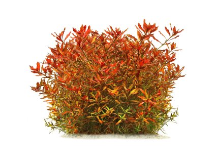 imgi 6 ludwigia repens arcuata