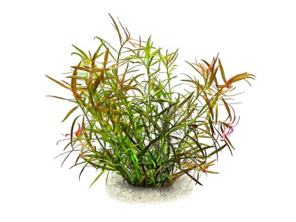 imgi 4 ludwigia lacustris (1)