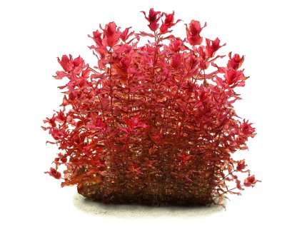 imgi 3 rotala macrandra variegated