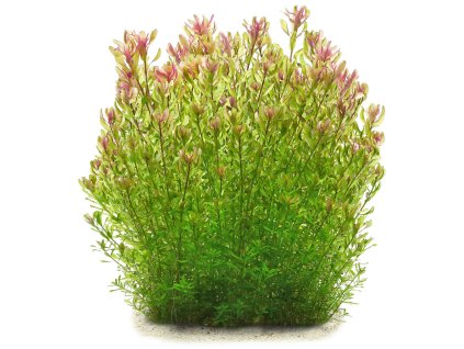 imgi 4 rotala rotundifolia shimoga