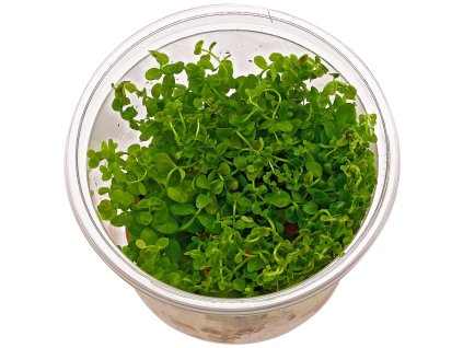 imgi 49 cuphea anagalloidea in vitro