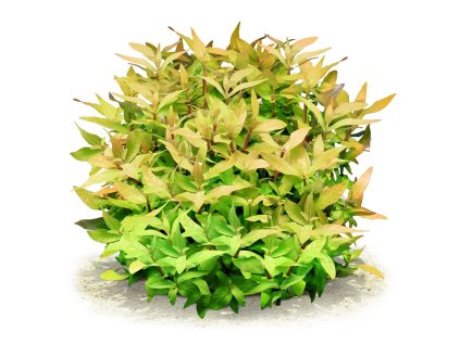 imgi 37 ammannia multiflora