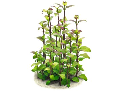 imgi 4 acmella repens