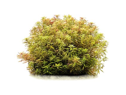 imgi 5 limnophila cf hippuridoides mini