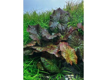 Nymphaea lotus "Compact"