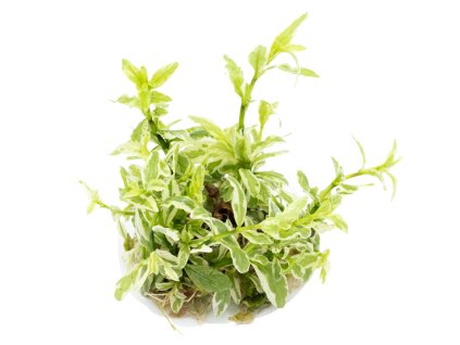 imgi 10 imagegen (2)