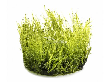 Amblystegium serpens "Nano moss"