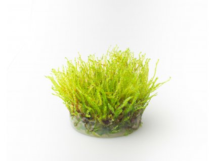AQS Vesicularia sp. %22Creeping Moss%22 P1010928