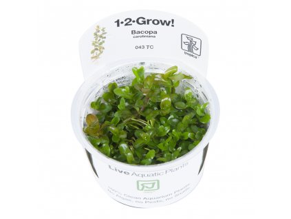 Bacopa caroliniana 1-2-Grow!