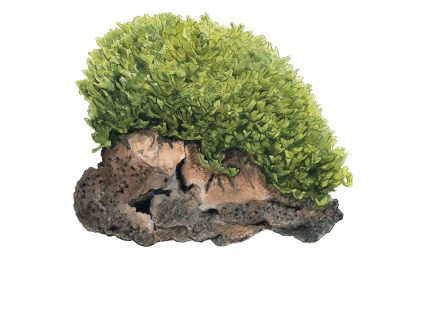 imgi 11 imagegen (3)