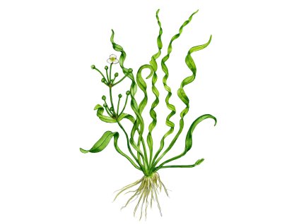 Helanthium bolivianum "Vesuvius"