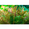 imgi 13 imagegen (3)