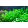Myriophyllum sp. "Guyana"