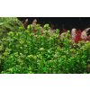 Rotala bonsai "Ammannia bonsai"