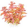 Rotala macrandra