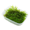 imgi 3 imagegen (1)