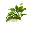 imgi 11 imagegen (3)
