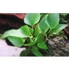 Anubias gracilis