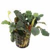 Bucephalandra sp. %22Theia%22
