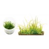 ada plants bio mizukusa 55