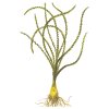 Crinum calamistratum