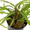 imgi 3 imagegen (3)