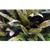 Cryptocoryne wendtii 'Tropica'