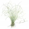 Eleocharis parvula